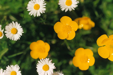 Buttercups and daisies