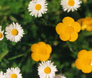 Buttercups and daisies